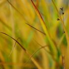 ... wünsche euch ein schönes Herbstwochende