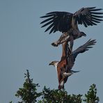 Wünsche euch einen guten Flug ins We....