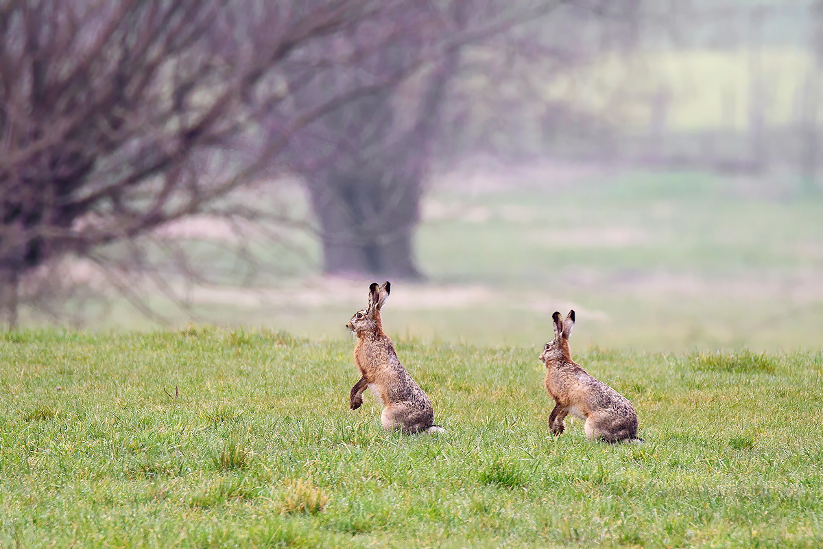 Wünsche Euch schöne Ostern