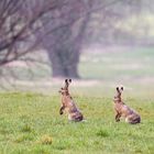 Wünsche Euch schöne Ostern