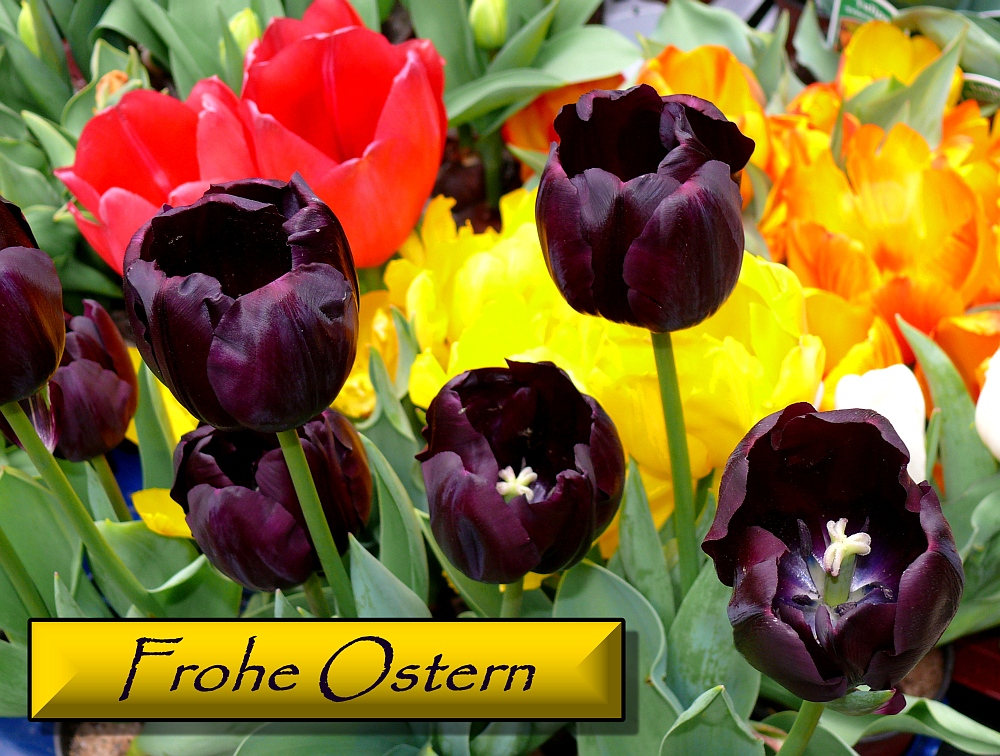 Wünsche Frohe Ostern