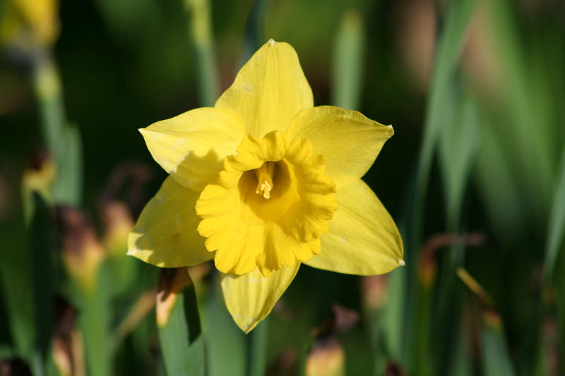 Wünsche frohe Ostern