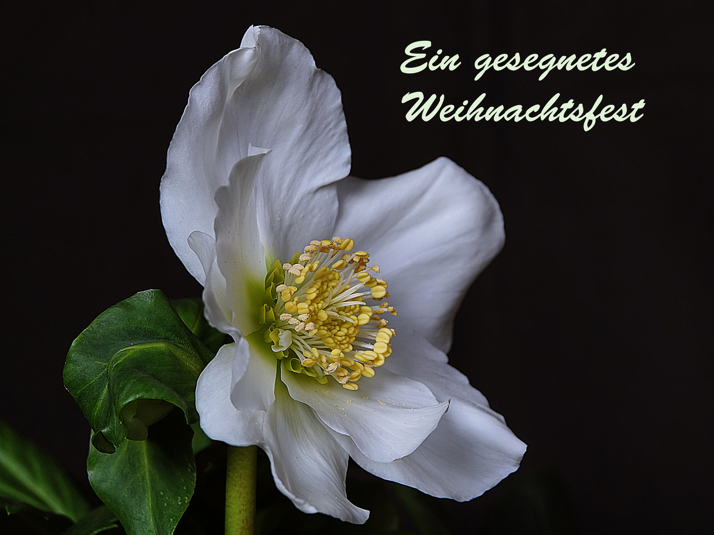 wünsche ich Euch und Euren Familien Bleibt gesund Foto & Bild blüte