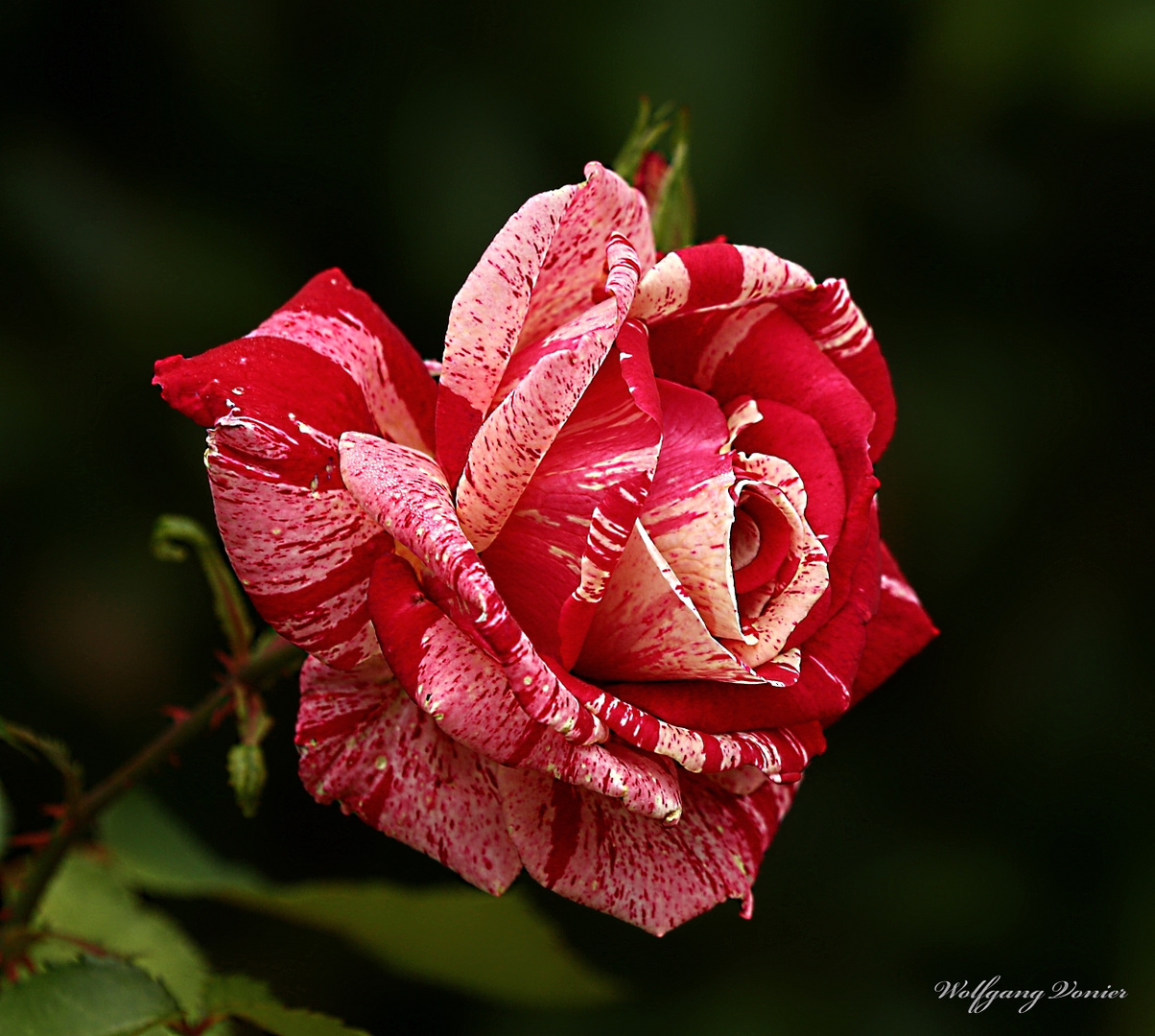 Wünsche mit dieser Rose..............