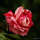 Wünsche mit dieser Rose..............