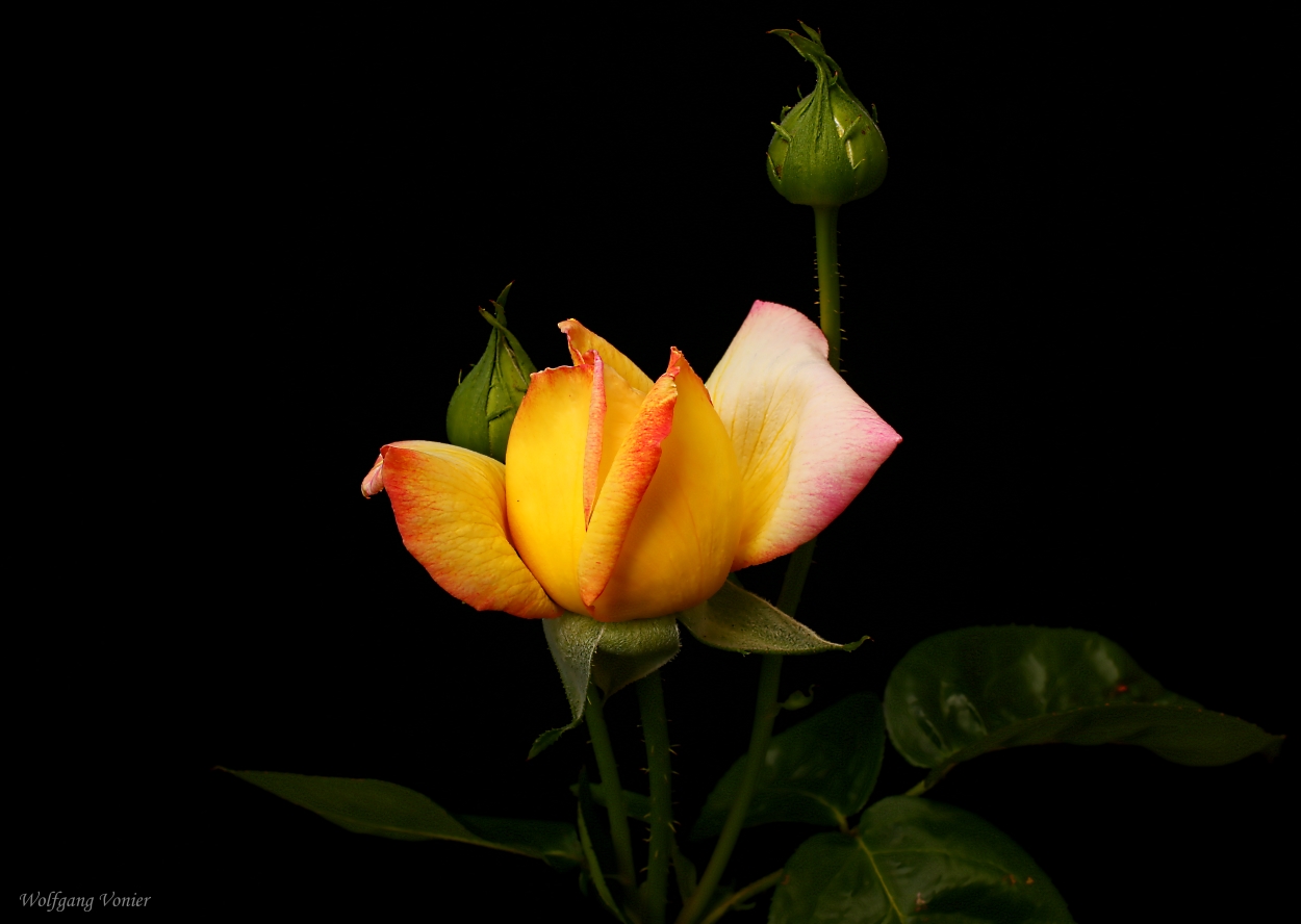 Wünsche mit dieser sehr schönen Rose Gloria Dei