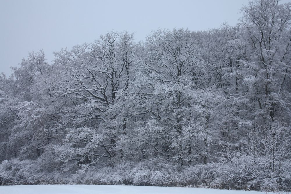 wünsche weiße Weihnachten