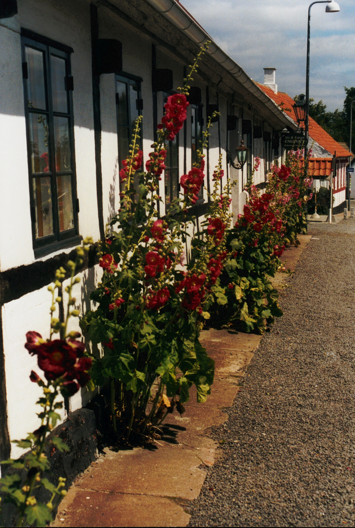 Würden die Stockrosen ...