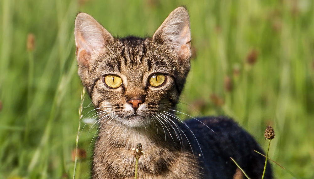 Würdet ihr auf Wild- oder auf Hauskatze tippen?