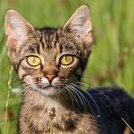 Würdet ihr auf Wild- oder auf Hauskatze tippen?