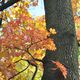 Wrdevoller Herr im Herbstkleid