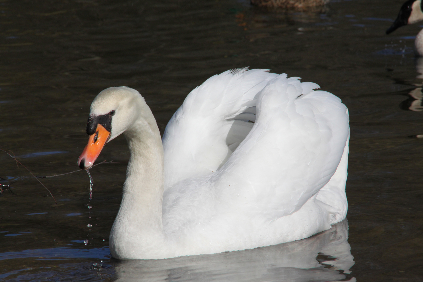 Würdige Schwan