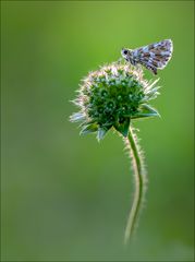 Würfel-Dickkopffalter im Gegenlicht