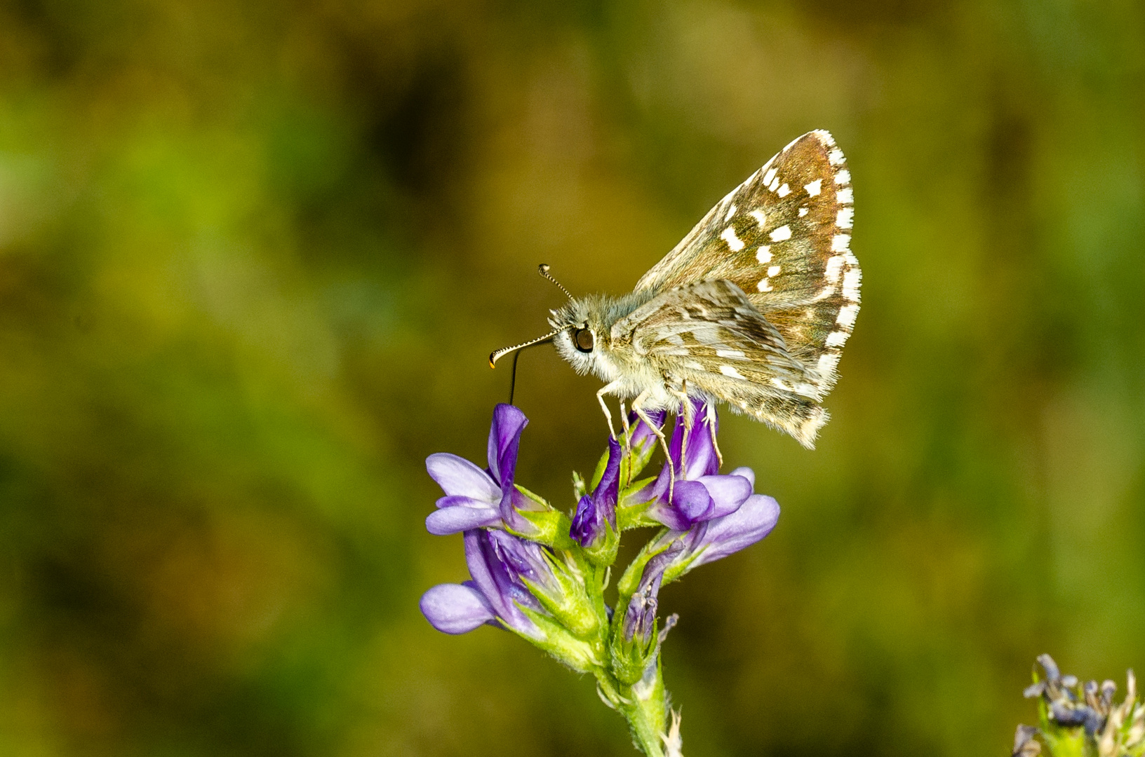 Würfel-Dickkopffalter (Pyrgus spec.)