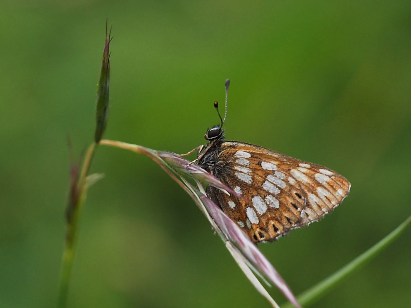 Würfelfalter (Hamearis lucina)