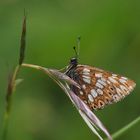 Würfelfalter (Hamearis lucina)