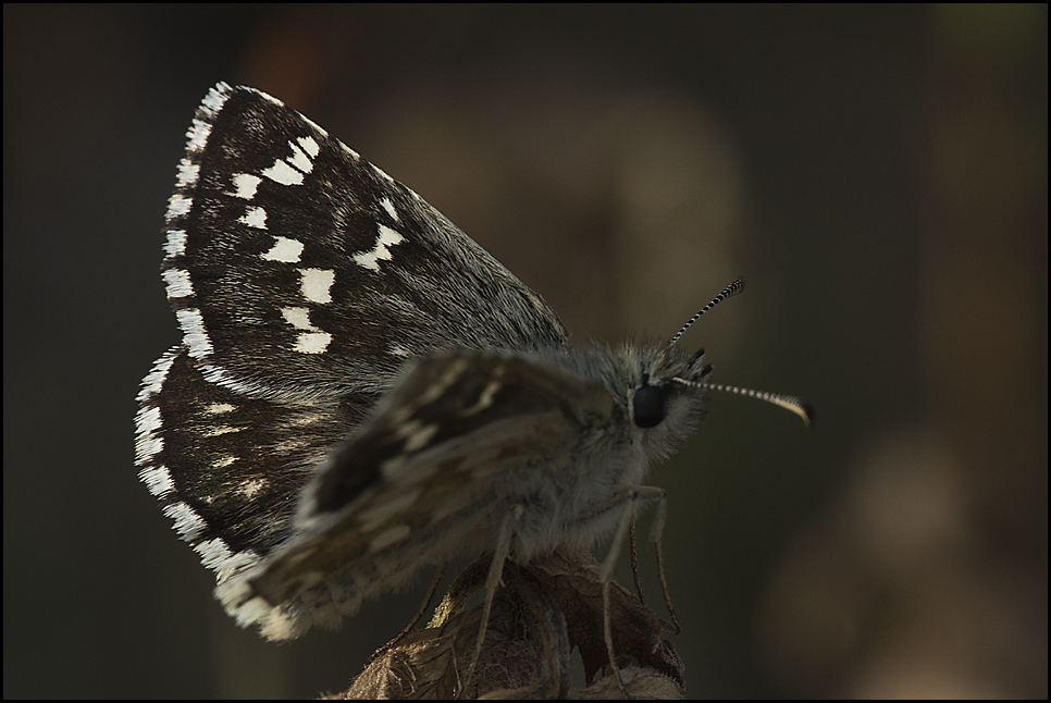 Würfelfalter (Pyrgus sp)