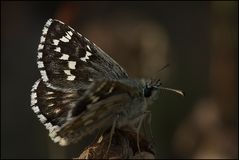 Würfelfalter (Pyrgus sp)