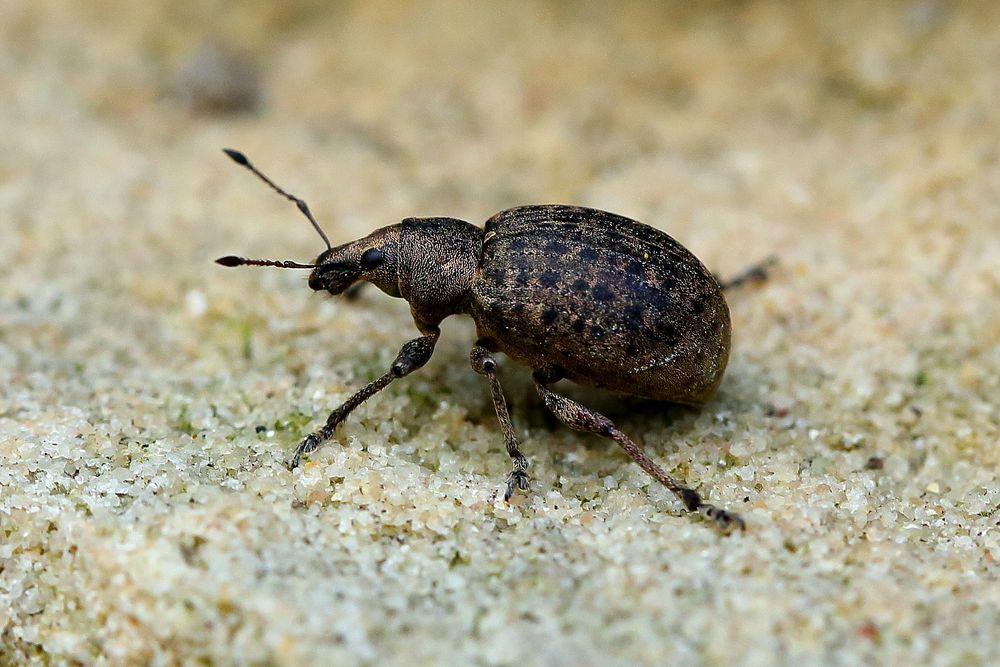 Würfelfleckiger Staubrüssler (Liophloeus tessulatus ) (I)