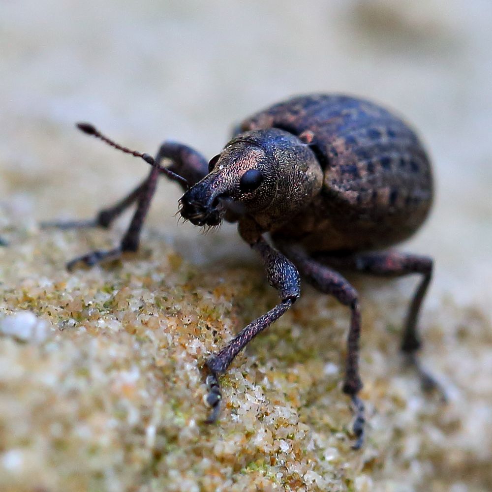 Würfelfleckiger Staubrüssler (Liophloeus tessulatus ) (II)