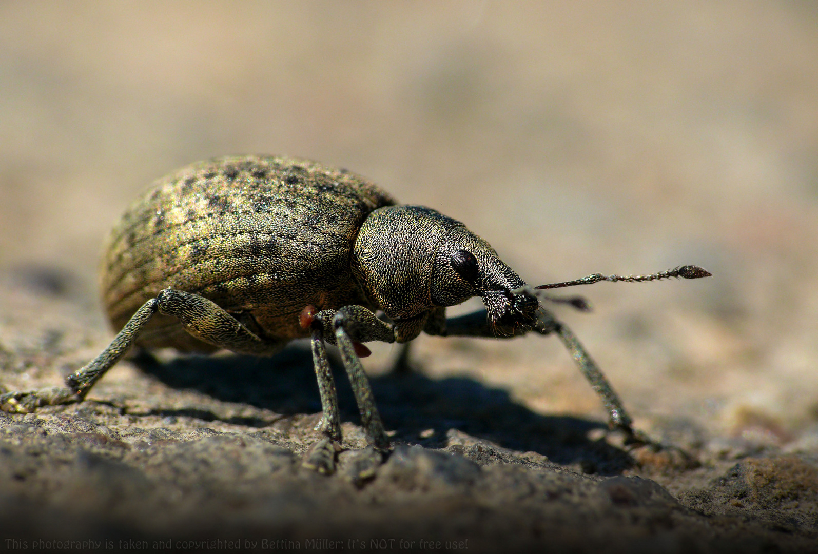  Würfelfleckrüssler (Liophloeus tessulatus)