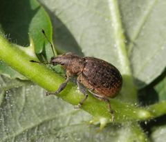 Würfelfleckrüssler (Liophloeus tessulatus)