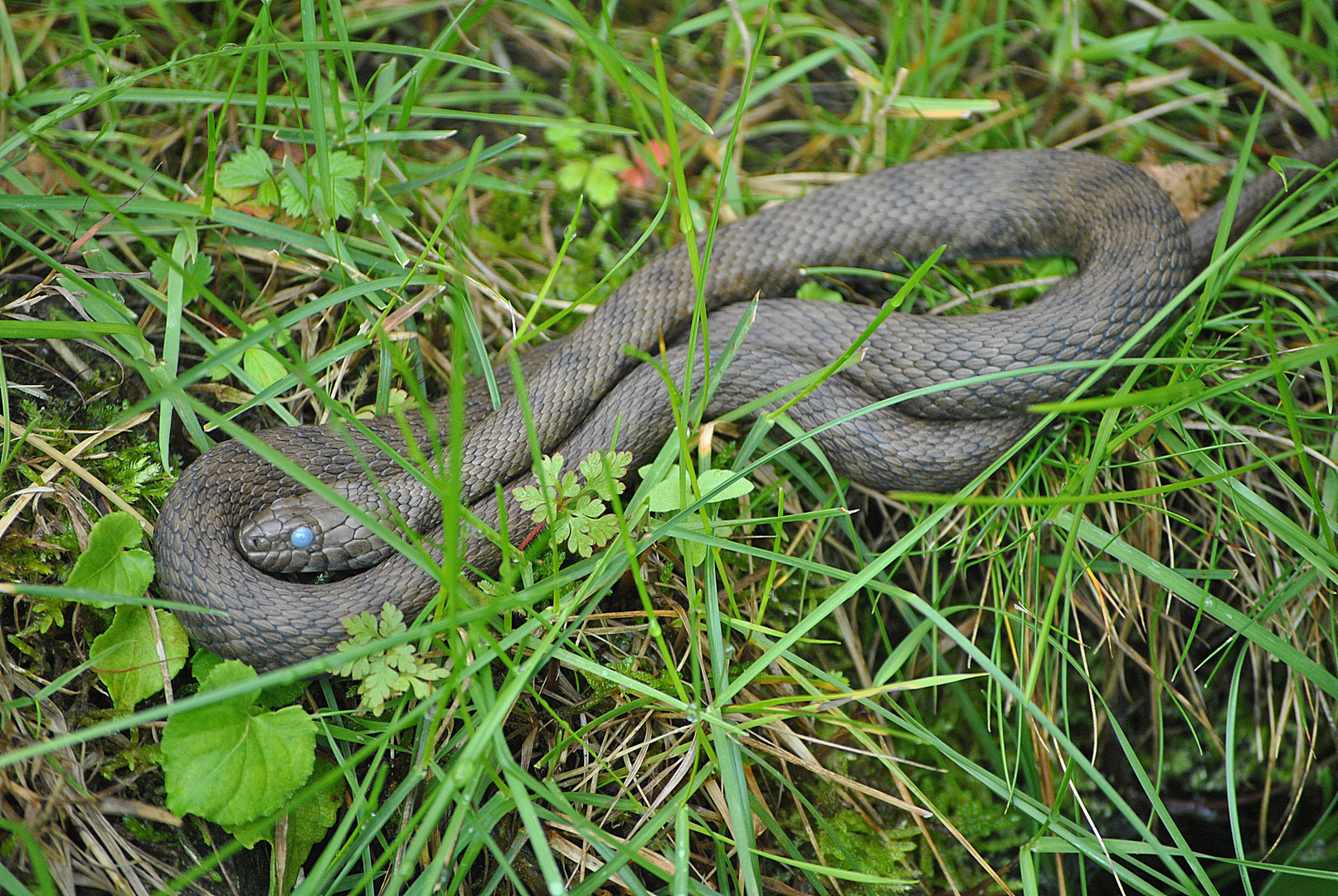 Würfelnatter