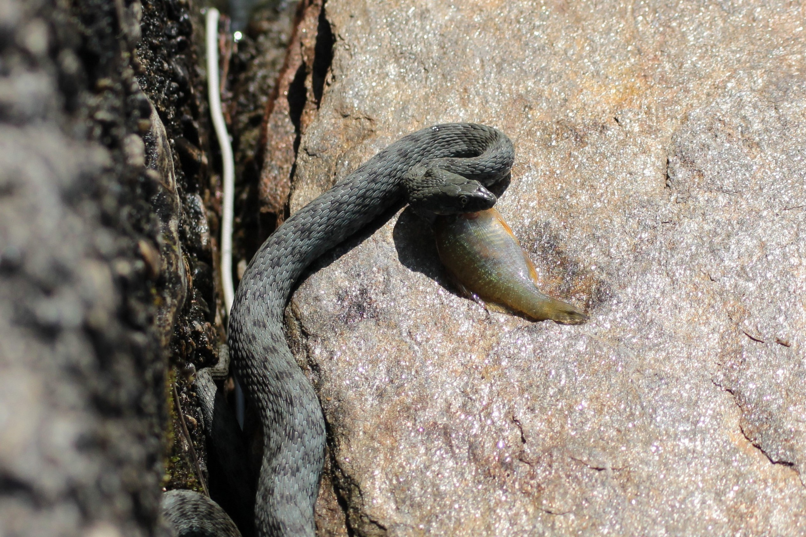 Würfelnatter beim Mittagssnack