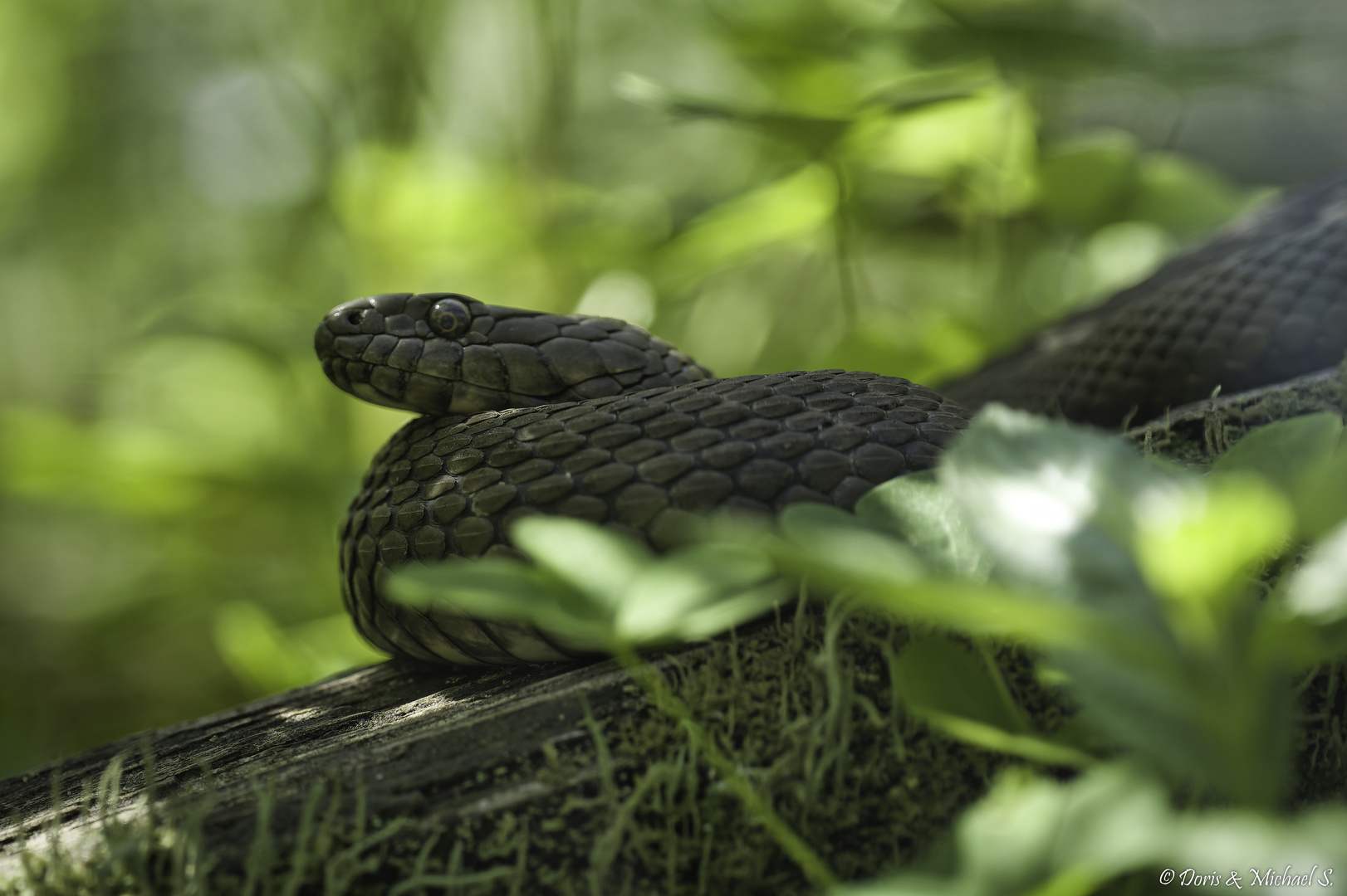 Würfelnatter / Dice snake