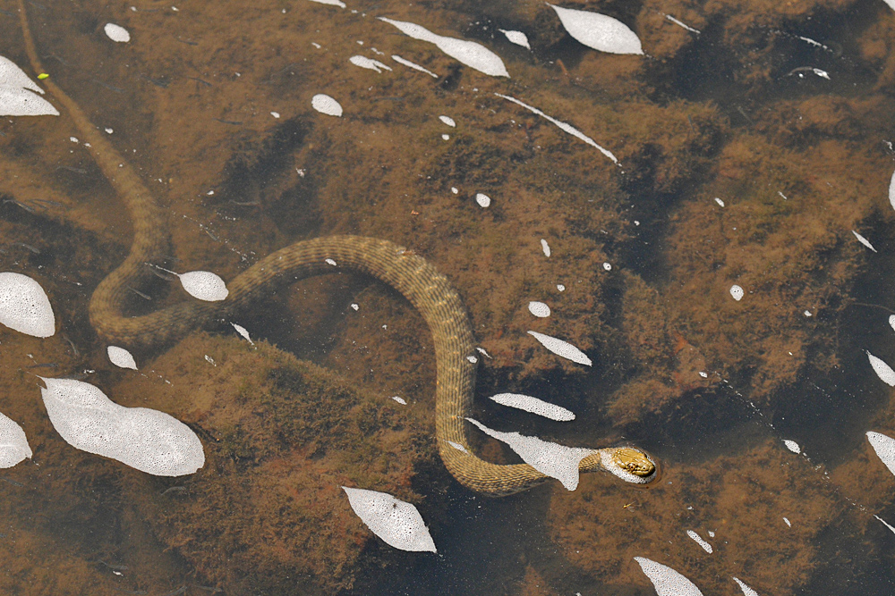 Würfelnatter: Fische jagen