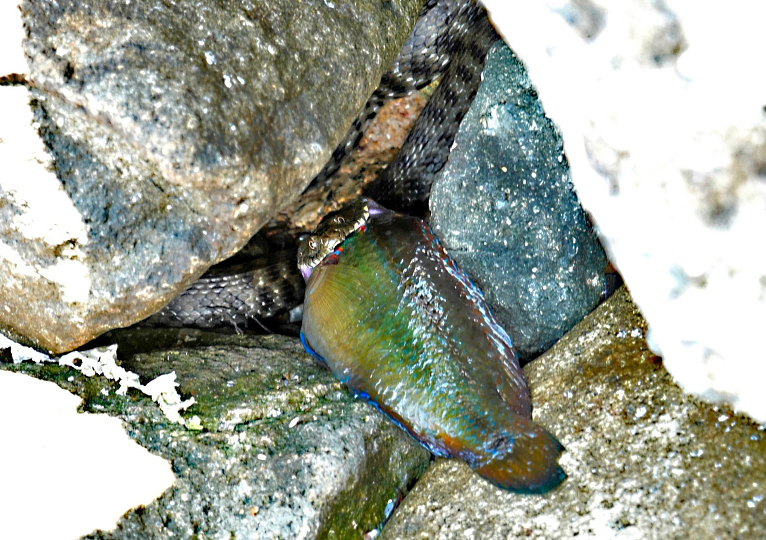 Würfelnatter frisst Fisch