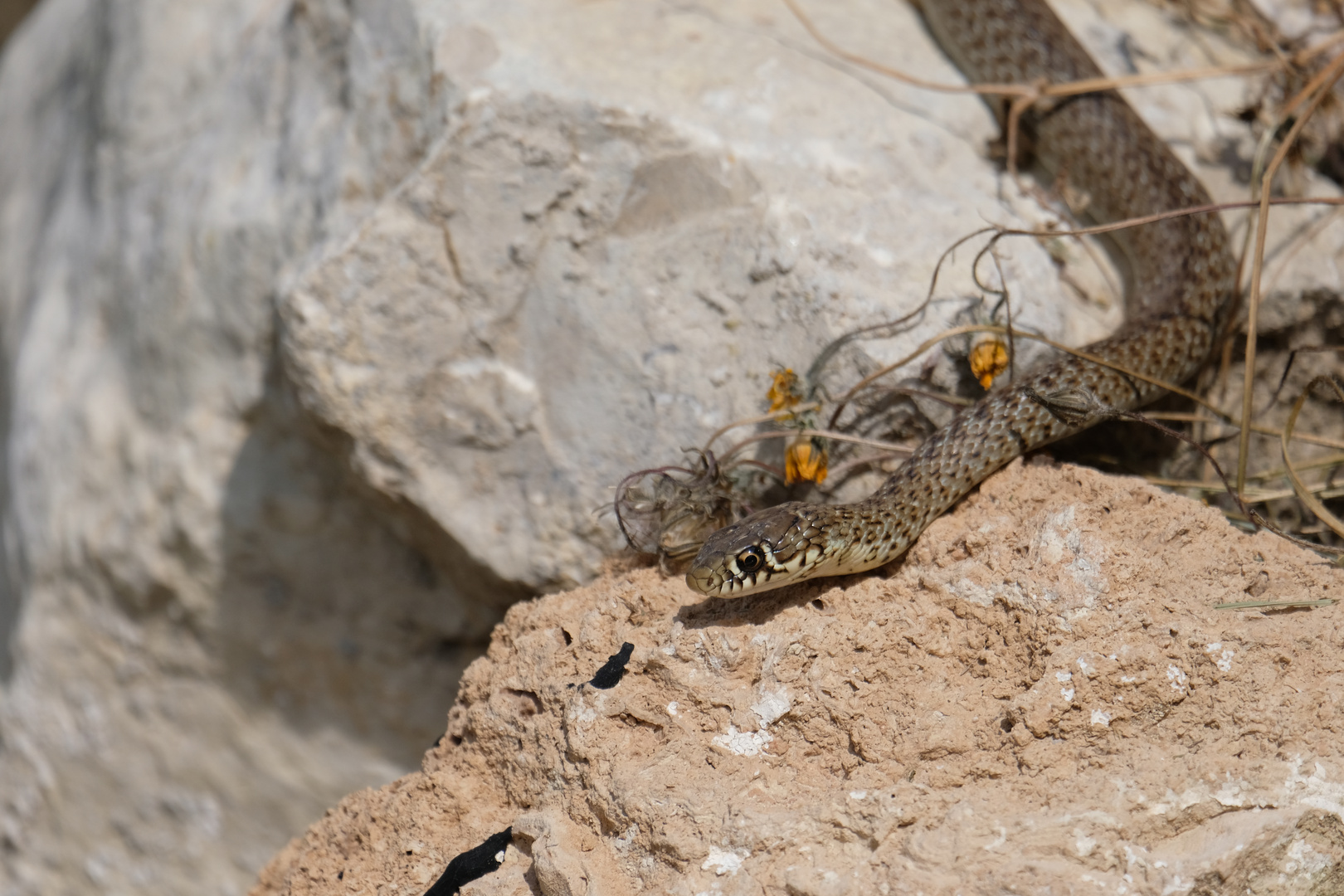 Würfelnatter im Nationalpark Krka 2019