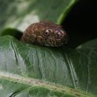 Würfelnatter  - Natrix tesselata