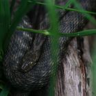 Würfelnatter - Natrix tesselata