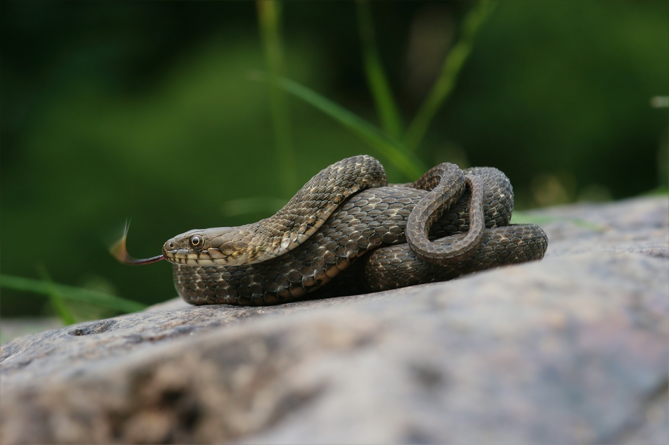 Würfelnatter (Natrix tesselata)