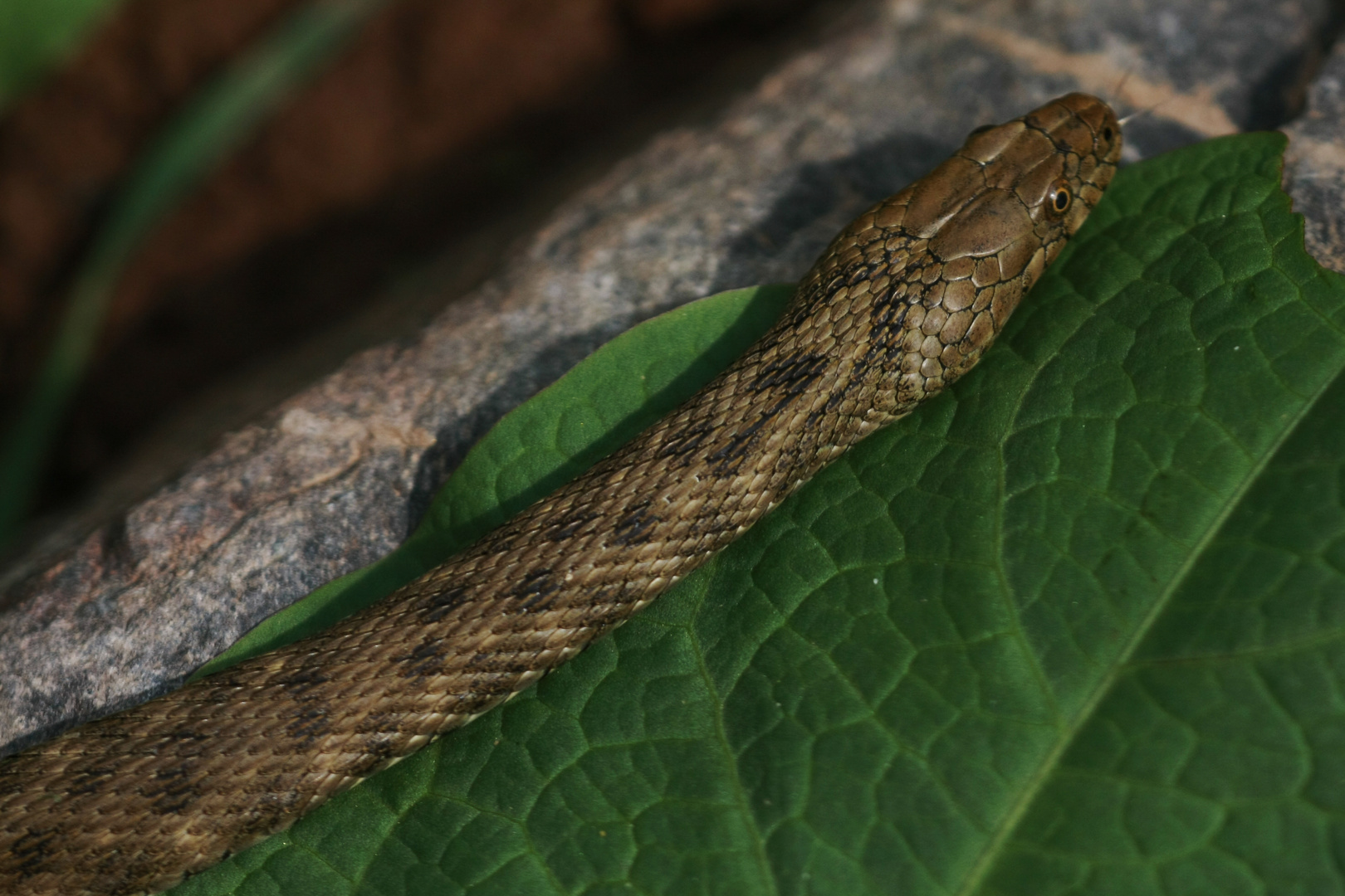 Würfelnatter Natrix tesselata