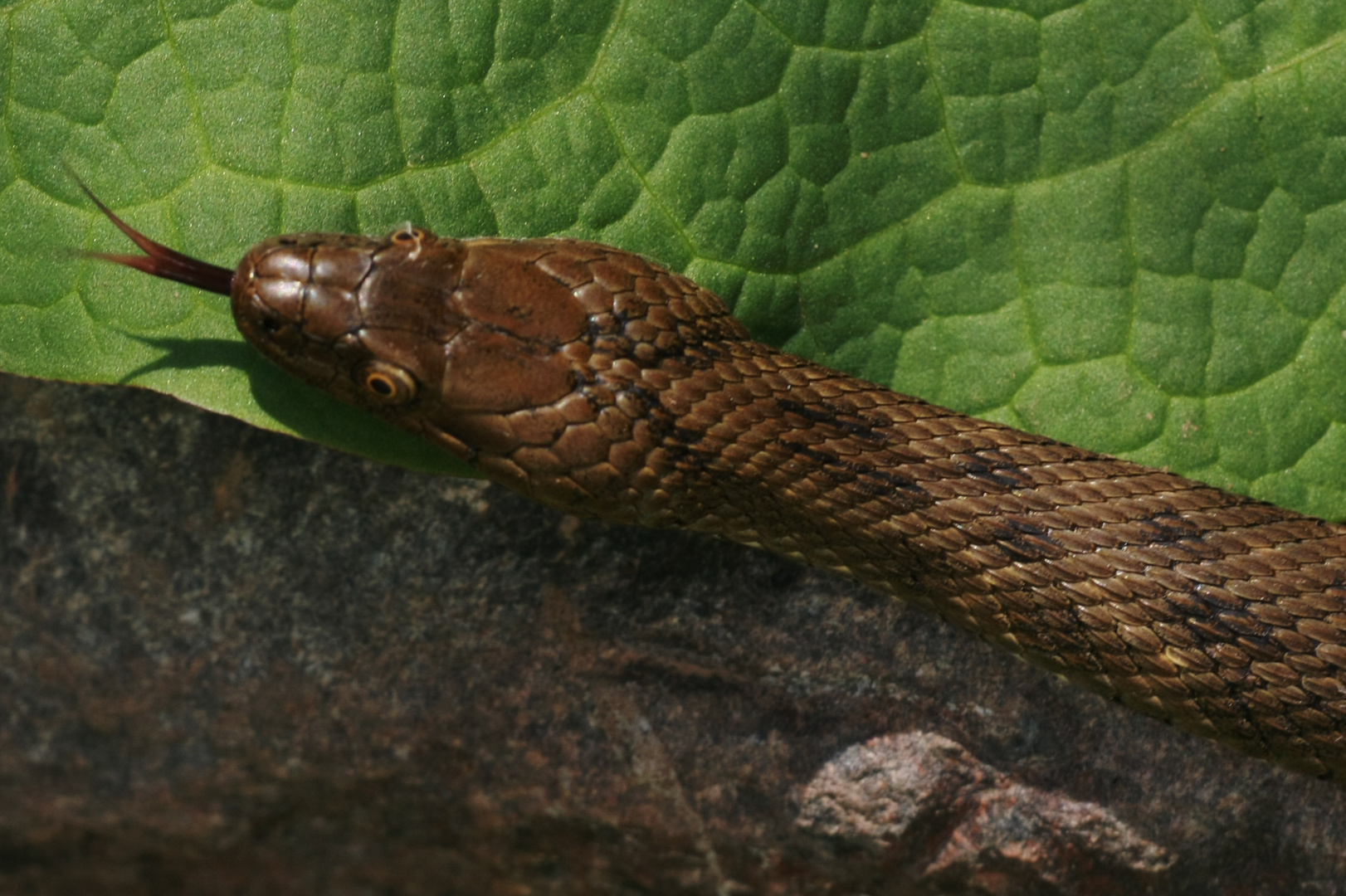 Würfelnatter - Natrix tesselata