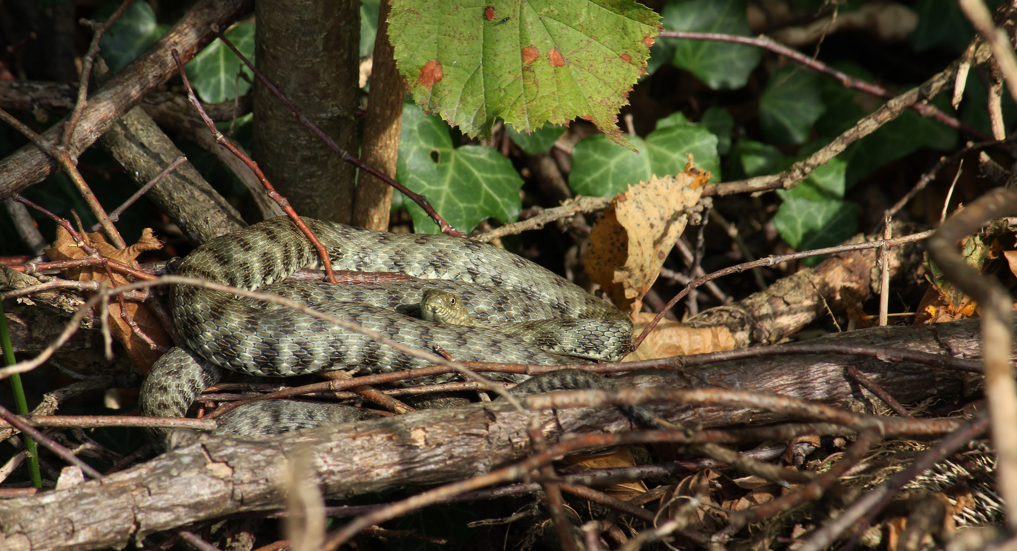 Würfelnatter (Natrix tessellata).