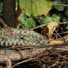 Würfelnatter (Natrix tessellata).