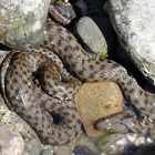 Würfelnatter (Natrix tessellata)