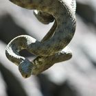 Würfelnatter (Natrix tessellata)