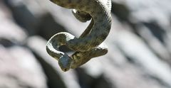 Würfelnatter (Natrix tessellata)