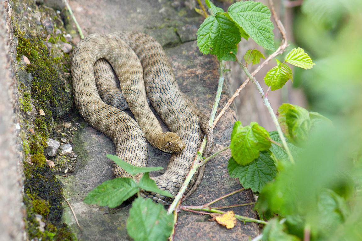 Würfelnatter - Natrix tessellata