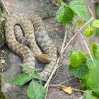 Würfelnatter - Natrix tessellata