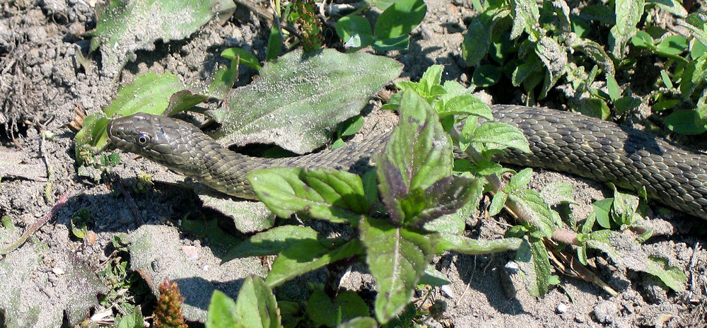 Wuerfelnatter (Natrix tessellata)