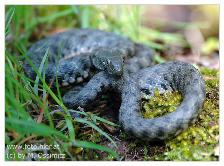 Würfelnatter (Natrix tessellata)