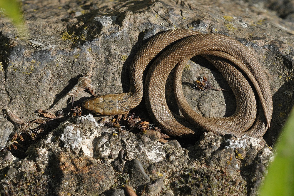 Würfelnatter – Ringeln