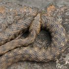 Würfelnatter: Schlangen – Kurven