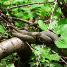 Würfelnatter sonnt sich am Baum