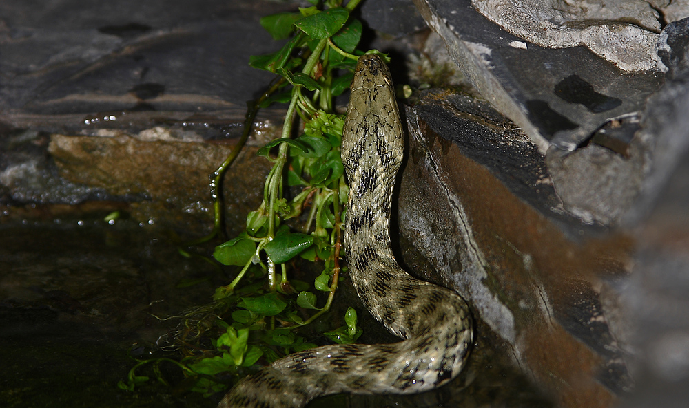 Würfelnatter war  „Reptil des Jahres 2009“ (+Tierinfo)